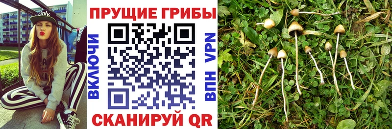 как найти закладки  Мезень  Псилоцибиновые грибы ЛСД 
